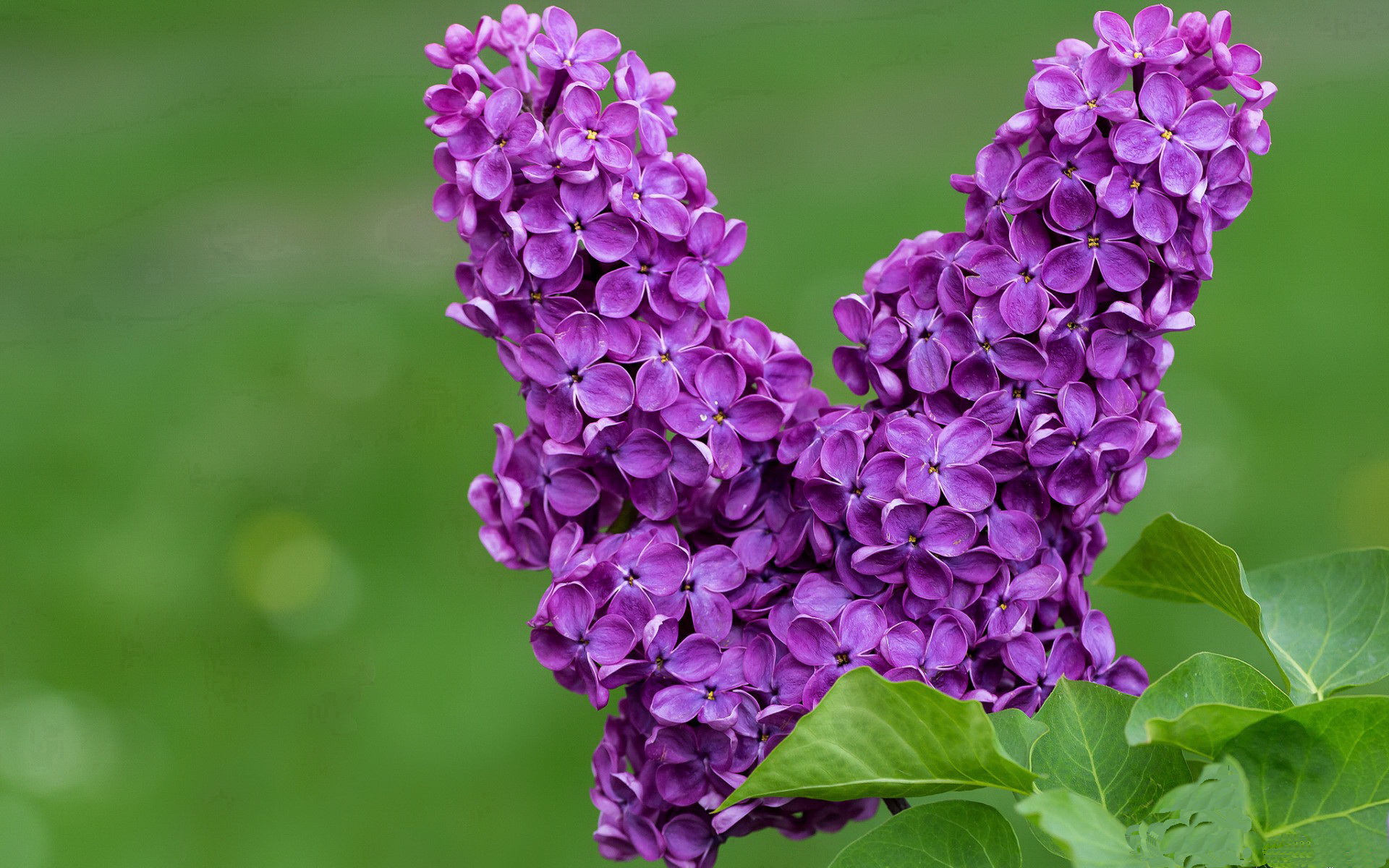 篮网战术遗产，当利拉德在2026世界杯接管比赛